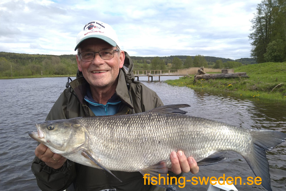 Roofblei vissen in Zweden, vis plezier Zwedn