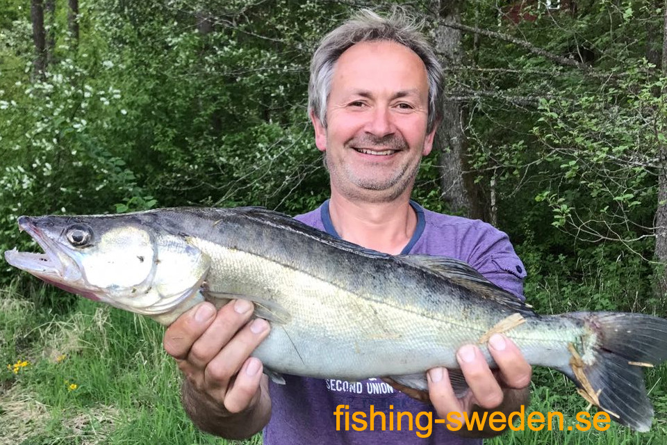 Vissen in Zweden