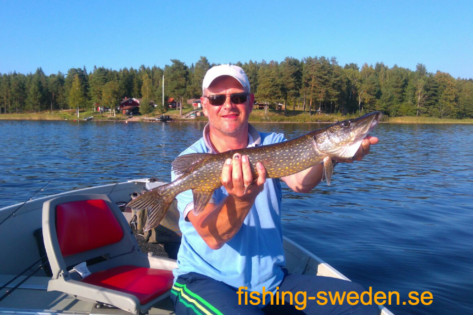 Baars vissen, in Zweden