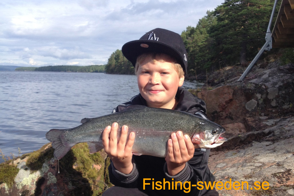 Forrellen vissen zweden, zweden visvakantie, stuga huren in zweden