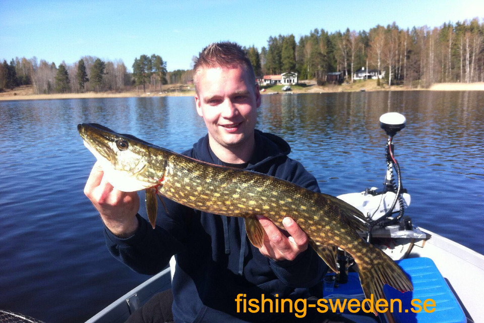 vissen in Zweden
