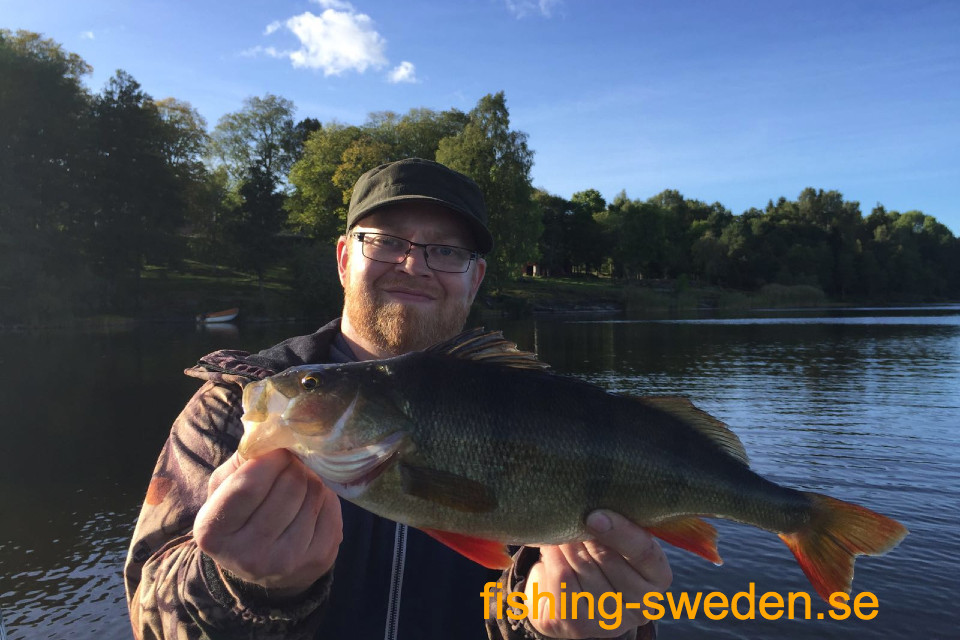 Baars vissen Zweden, visvakantie zweden, viswedstrijd zweden