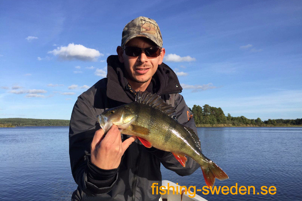Baars vissen zweden, visvakantie zweden, vissen in zweden