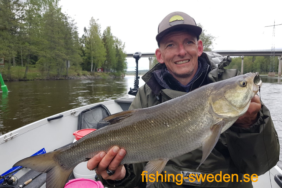 roofblei vissen in zweden, vissen in zweden, visvakantie zweden