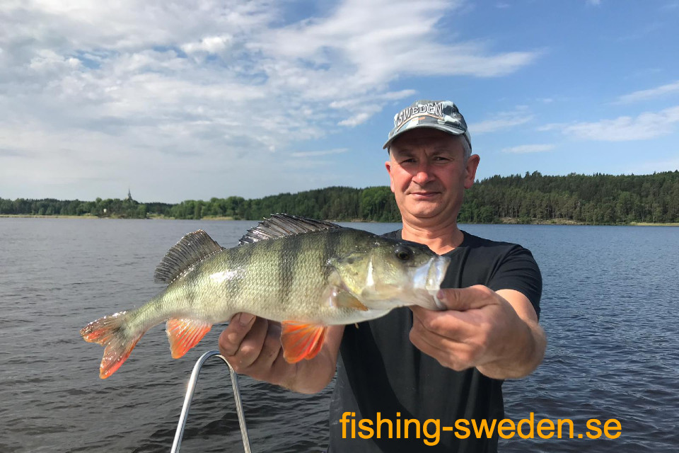 Baars vissen in zweden, visvakantie zweden, vis plezier
