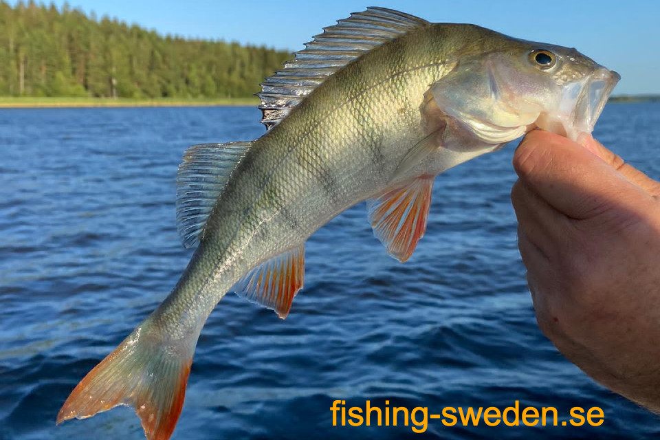 Vissen in zweden, baars vissen, visvakantie zweden