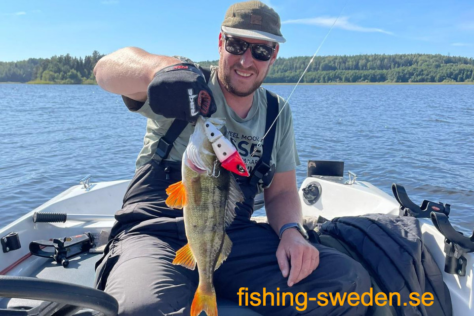 Baars vissen in zweden, visvakantie zweden, vissen in zweden