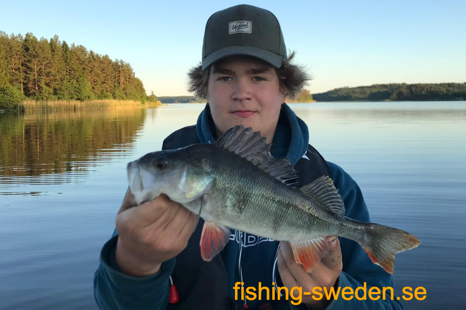 Baars vissen zweden, vissen in zweden, visvakantie zweden